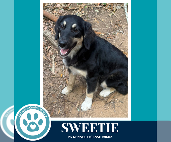 Medium Photo #2 English Shepherd-Unknown Mix Puppy For Sale in Kimberton, PA, USA