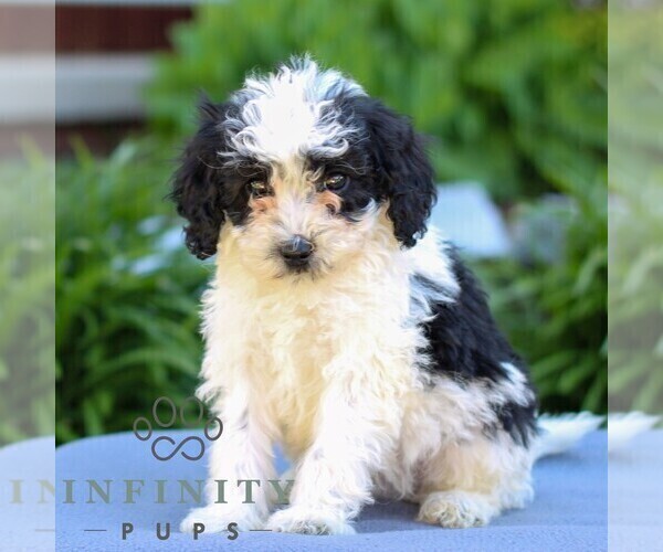 Medium Photo #3 Poodle (Miniature) Puppy For Sale in LITITZ, PA, USA