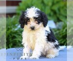 Small #2 Poodle (Miniature)
