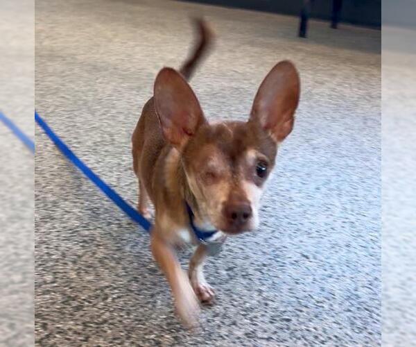 Medium Photo #1 Chihuahua Puppy For Sale in Boston, MA, USA