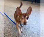 Small Chihuahua