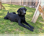 Small #1 Labrador Retriever