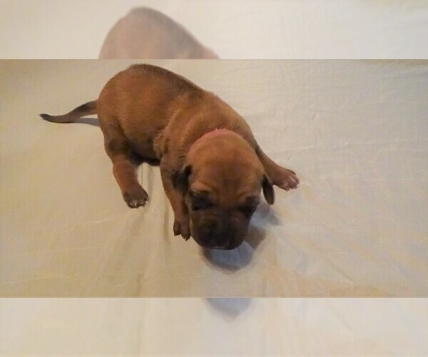 Medium Photo #1 Rhodesian Ridgeback Puppy For Sale in APOPKA, FL, USA