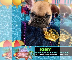 French Bulldog Puppy for sale in HEATHROW, FL, USA