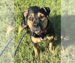Medium American Staffordshire Terrier