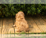 Small Photo #23 Cocker Spaniel Puppy For Sale in NAPPANEE, IN, USA