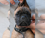Small Photo #12 Cane Corso Puppy For Sale in MARENGO, IL, USA