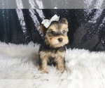 Small #2 Morkie