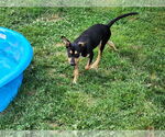 Small #1 Mutt