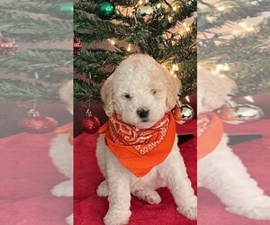 Poodle (Standard) Puppy for sale in CLEVELAND, TN, USA