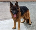 Small Photo #5 German Shepherd Dog Puppy For Sale in TACOMA, WA, USA
