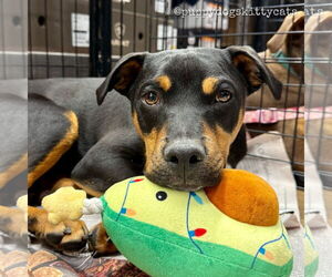 Bulldog-Labrador Retriever Mix Dogs for adoption in Tarrytown, GA, USA
