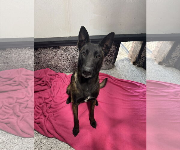 Medium Photo #1 Mutt Puppy For Sale in Leavenworth, KS, USA