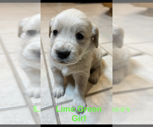 Golden Retriever Puppy for sale in MOREHEAD, KY, USA