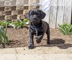 Puppy 2 Labradoodle-Puggle Mix