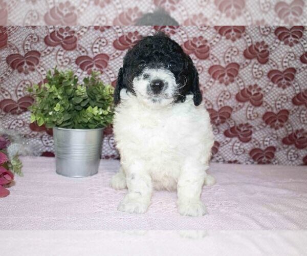 Medium Photo #2 Labradoodle Puppy For Sale in SUGARCREEK, OH, USA