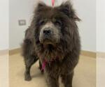 Small Chow Chow