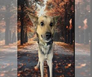 German Shepherd Dog-Unknown Mix Dogs for adoption in Forestville, MD, USA