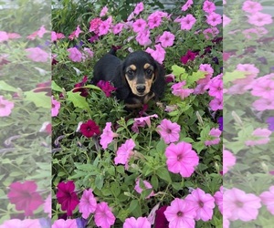 Dachshund Puppy for sale in CONVOY, OH, USA