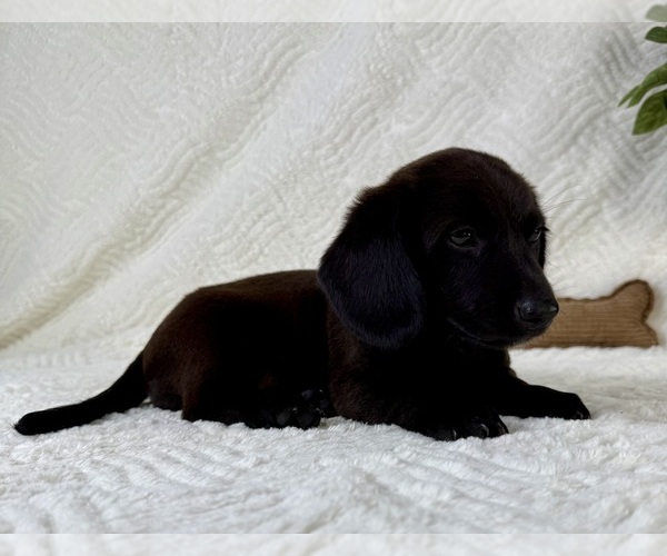 Medium Photo #3 Dachshund Puppy For Sale in GREENFIELD, IN, USA