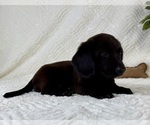 Small #2 Dachshund
