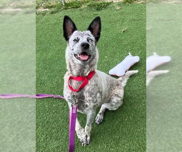 Medium Photo #1 Mutt Puppy For Sale in Fruit Heights, UT, USA