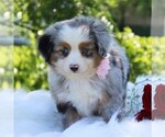Small Photo #2 Australian Shepherd Puppy For Sale in DUNDEE, NY, USA