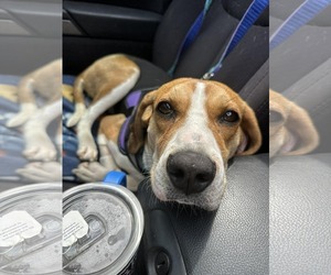 Mutt Dogs for adoption in Westwood, NJ, USA