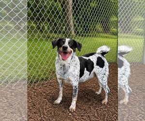 Bluetick Coonhound-Retriever  Mix Dogs for adoption in Martinsburg, WV, USA