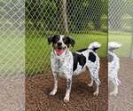 Small Bluetick Coonhound-Retriever  Mix