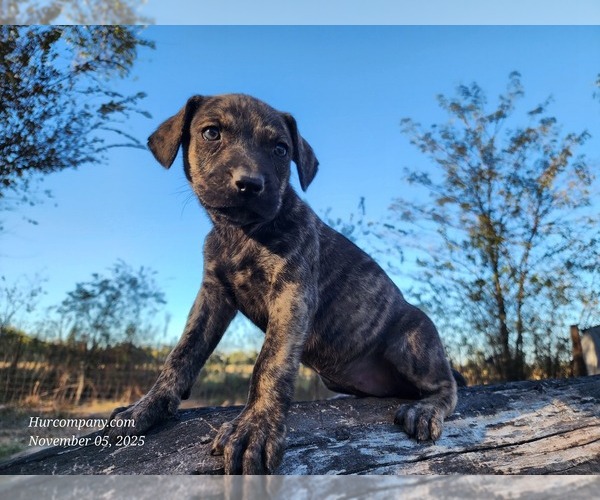 Medium Photo #6 Catahoula Leopard Dog Puppy For Sale in CUMBY, TX, USA