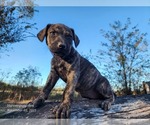 Small #5 Catahoula Leopard Dog