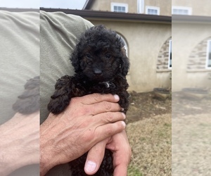 Poodle (Toy) Litter for sale in SPRINGFIELD, TN, USA