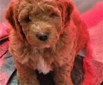 Small Photo #1 Cockapoo Puppy For Sale in SILVERTON, OR, USA