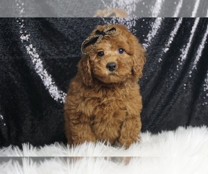 Goldendoodle (Miniature) Puppy for sale in WARSAW, IN, USA
