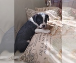 Small Photo #7 French Bulldog-Maltipoo Mix Puppy For Sale in VALLEJO, CA, USA