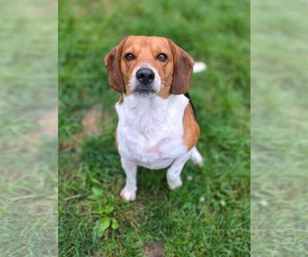 Medium Photo #6 Beagle Puppy For Sale in Brookville, OH, USA