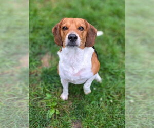 Turbo - Male Beagle Dog for Adoption - Photo #6