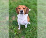 Small Photo #6 Beagle Puppy For Sale in Brookville, OH, USA