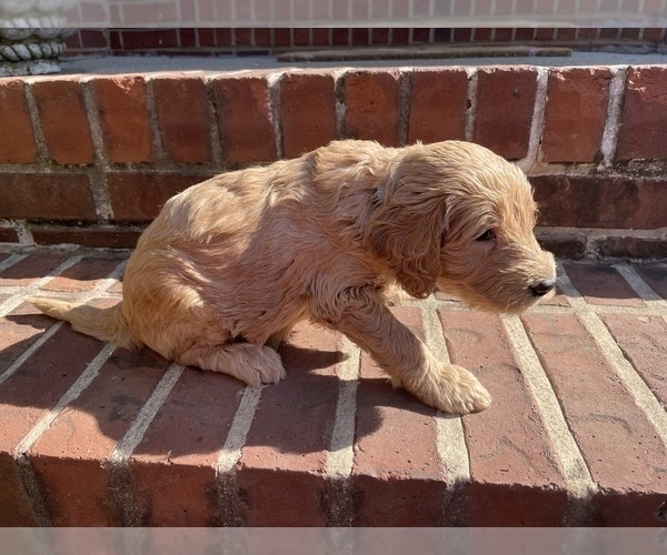 Medium Photo #4 Goldendoodle Puppy For Sale in ALPHARETTA, GA, USA