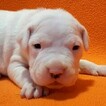Small #19 Dogo Argentino