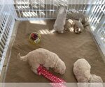 Small Photo #9 Goldendoodle Puppy For Sale in ZEBULON, NC, USA