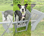 Small #6 American Pit Bull Terrier-Labrador Retriever Mix