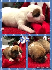 Boxer Puppy for sale in FONTANA, CA, USA