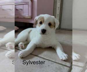 Sylvester - Male Australian Shepherd-Jack Russell Terrier Mix Dog for Adoption - Photo #2