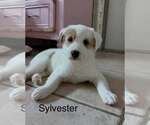 Small Photo #2 Australian Shepherd-Jack Russell Terrier Mix Puppy For Sale in Cave Creek, AZ, USA