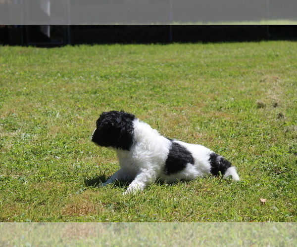 Medium Photo #8 F2 Aussiedoodle Puppy For Sale in KINSTON, NC, USA