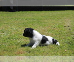 Small Photo #8 F2 Aussiedoodle Puppy For Sale in KINSTON, NC, USA