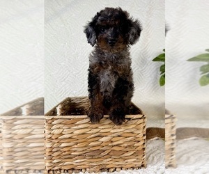 Cock-A-Poo Puppy for sale in GREENFIELD, IN, USA