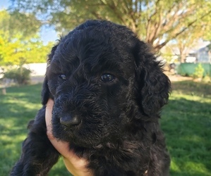 Goldendoodle Puppy for sale in SNOWFLAKE, AZ, USA